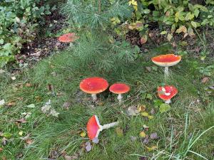 Paddenstoelen