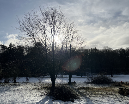 Snoeidag 7